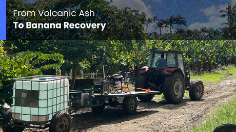From Volcanic Ash to Banana Recovery
